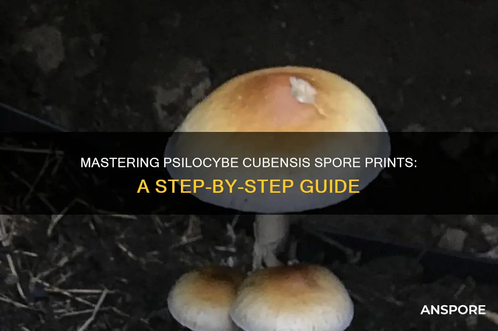 how to make a psilocybe cubensis spore print