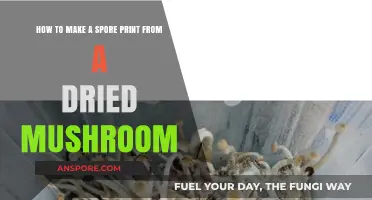 Creating Spore Prints from Dried Mushrooms: A Simple Step-by-Step Guide