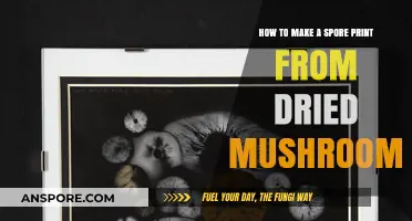 Creating Spore Prints from Dried Mushrooms: A Simple Step-by-Step Guide