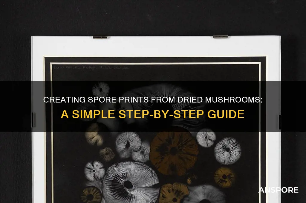how to make a spore print from dried mushrooms