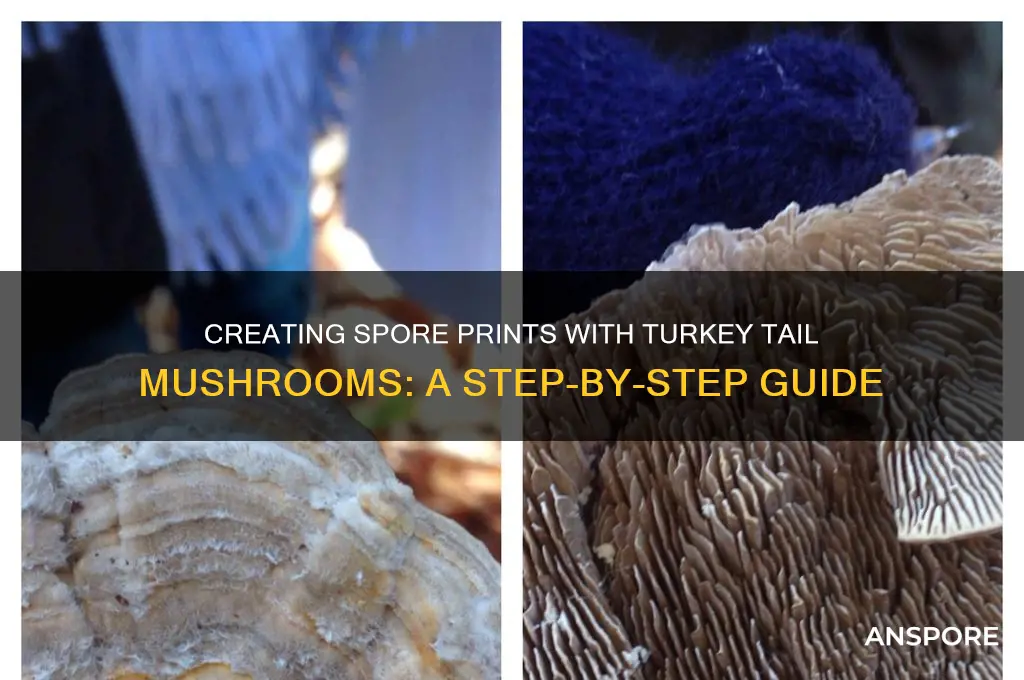 how to make a sporeprint eith turkey tail mushrooms