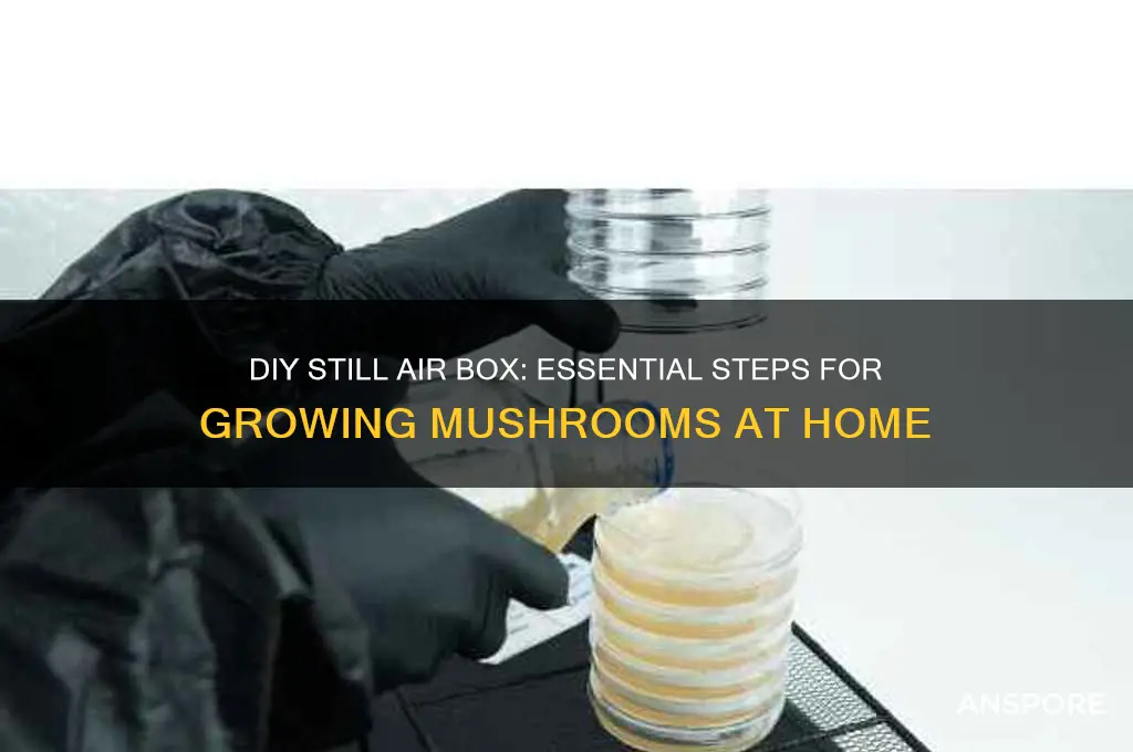 how to make a still air box for mushrooms