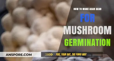 Mastering Agar Agar Preparation for Successful Mushroom Germination