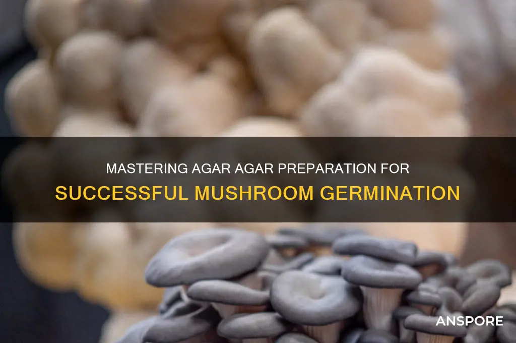 how to make agar agar for mushroom germination