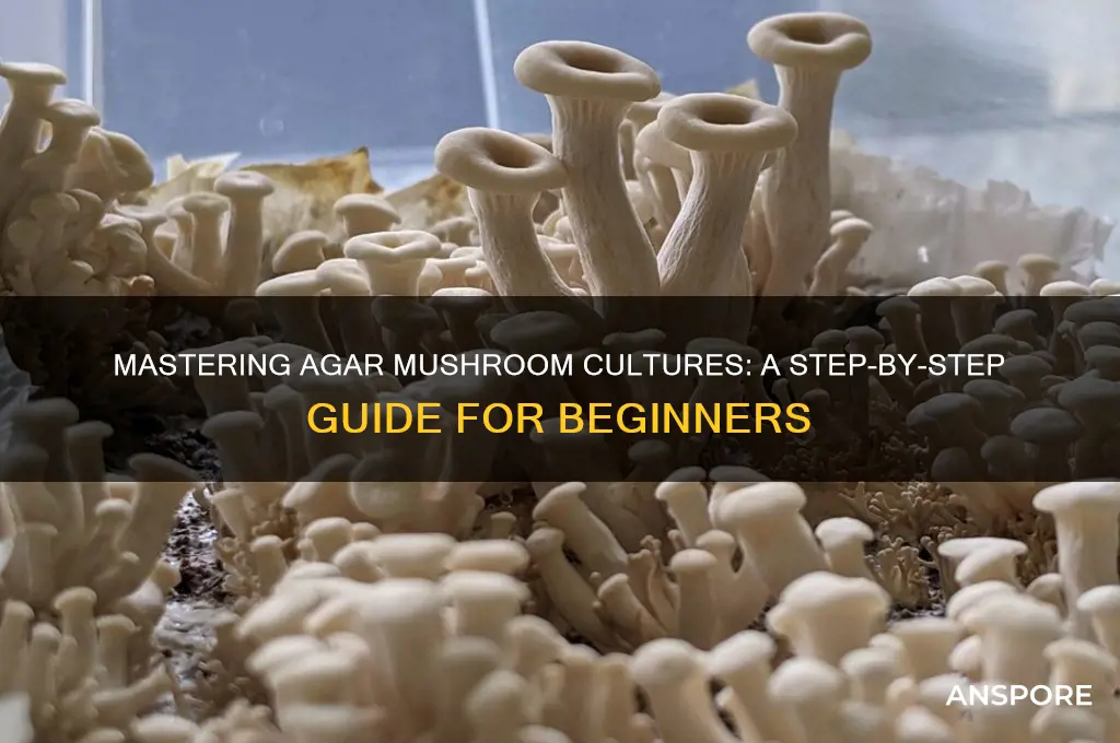 how to make agar mushroom cultures