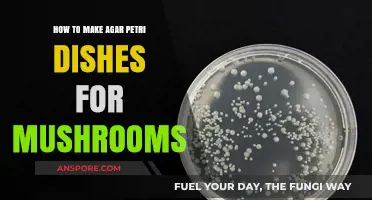 Mastering Mushroom Cultivation: A Step-by-Step Guide to Agar Petri Dishes