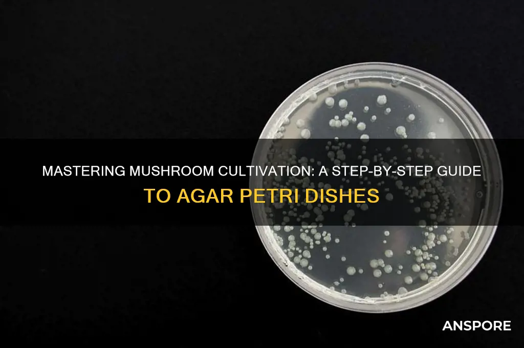 how to make agar petri dishes for mushrooms