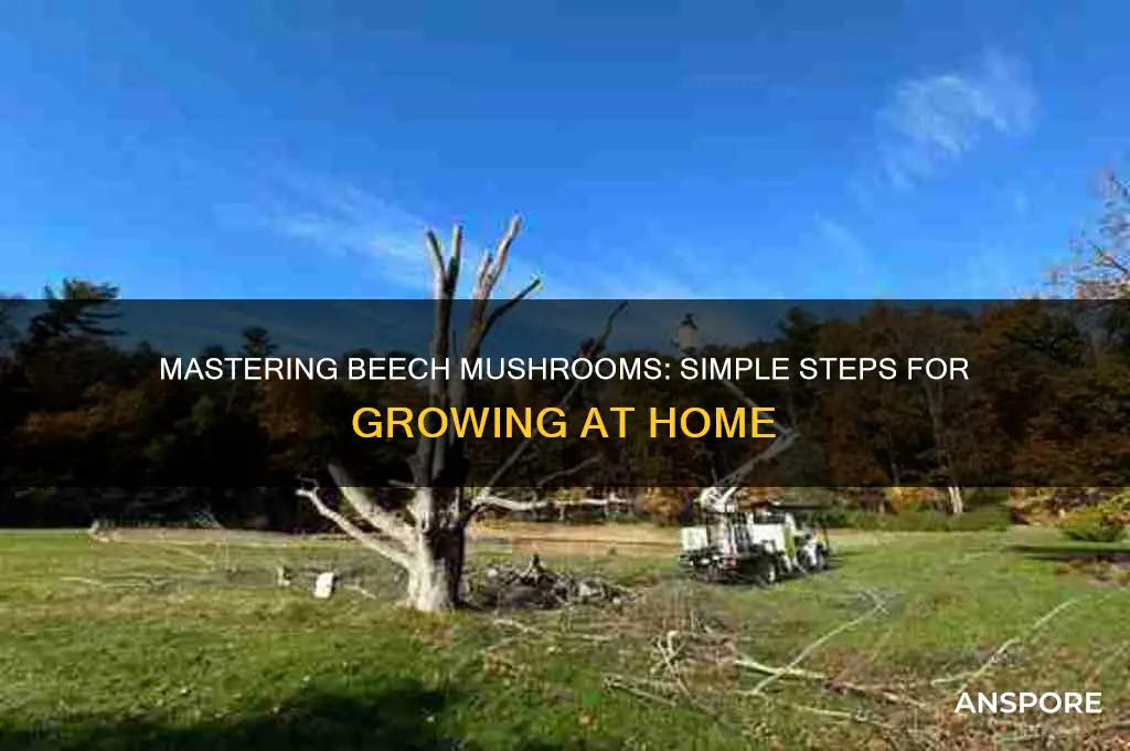 how to make beech mushrooms