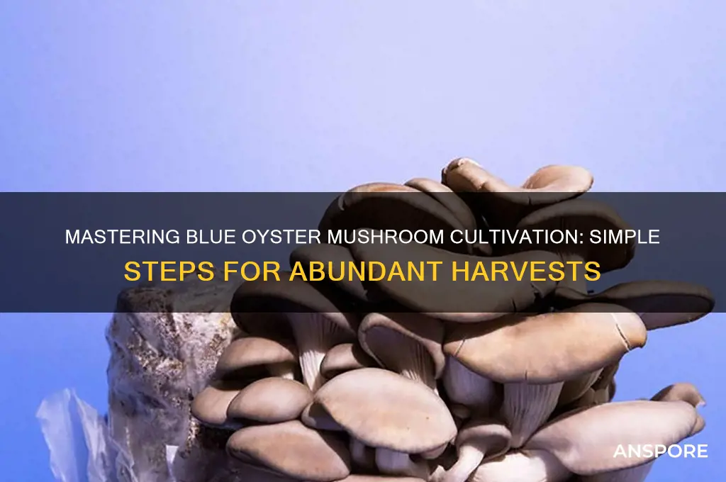 how to make blue oyster mushrooms