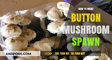 Mastering Mushroom Cultivation: A Step-by-Step Guide to Making Button Mushroom Spawn