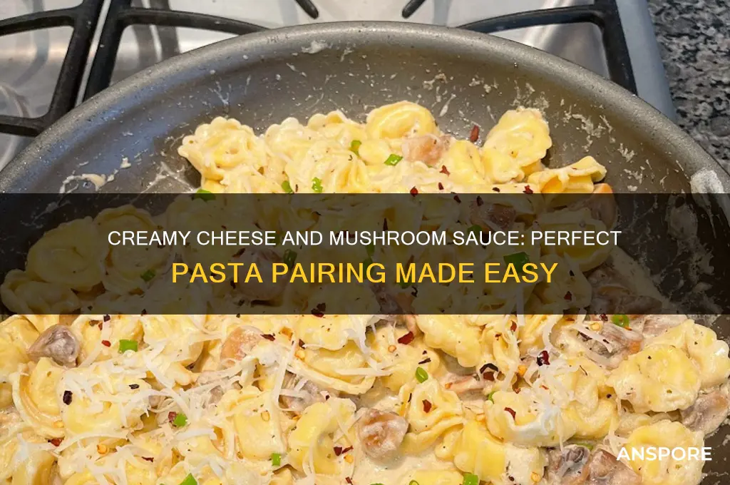 how to make cheese and mushroom sauce for pasta