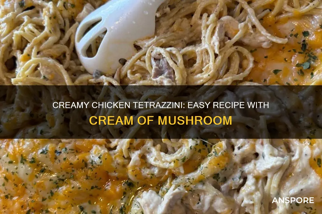 how to make chicken tetrazzini with cream of mushroom