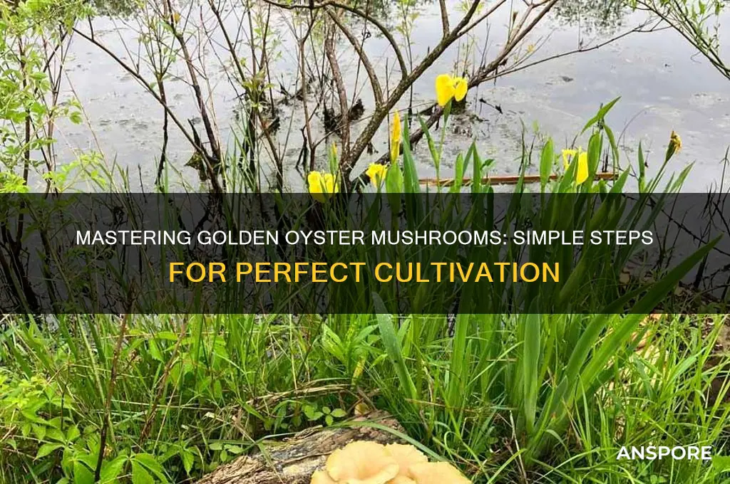 how to make golden oyster mushrooms