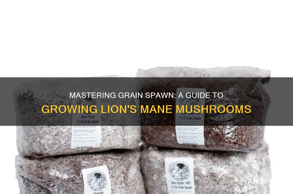 how to make grain spawn for lion