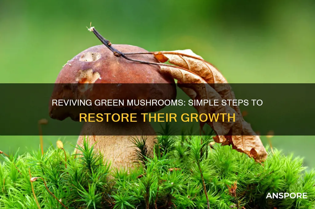 how to make gree mushroom come back