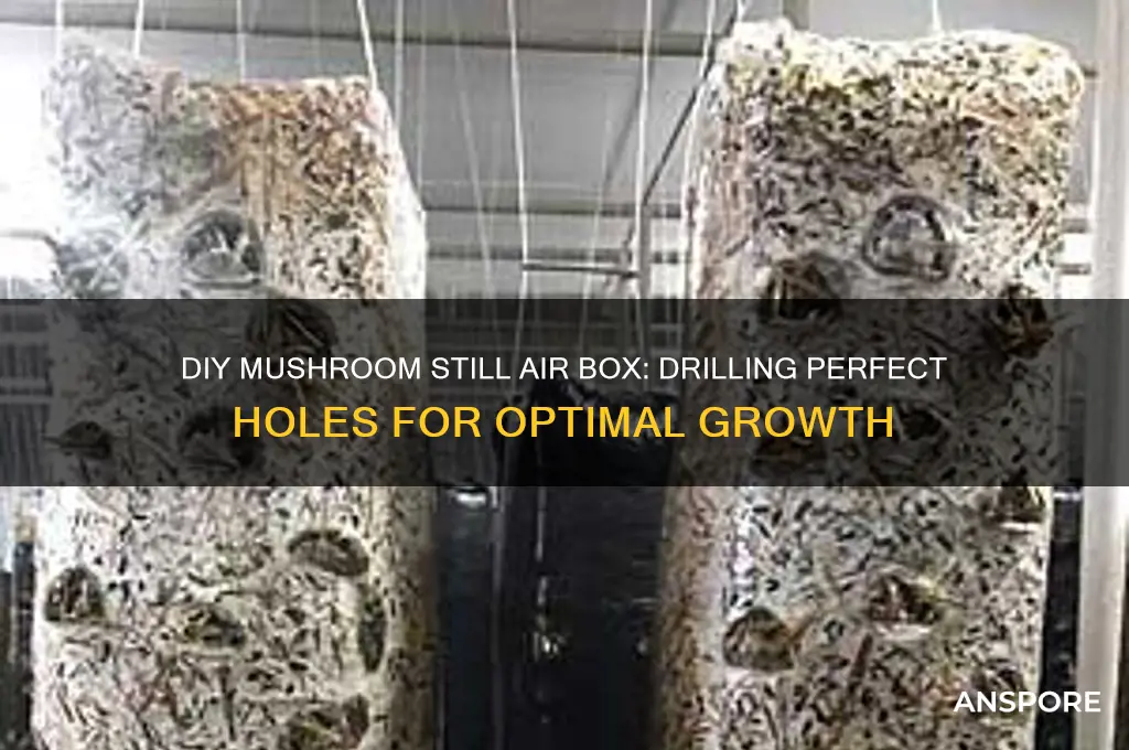 how to make holes for still air box for mushrooms