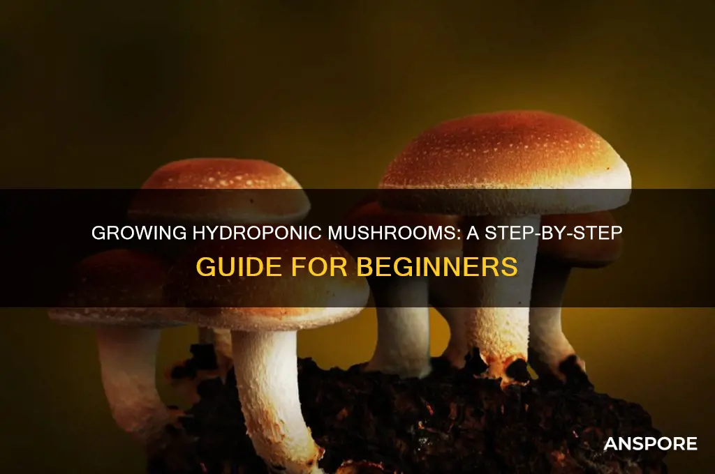 how to make hydroponic mushrooms