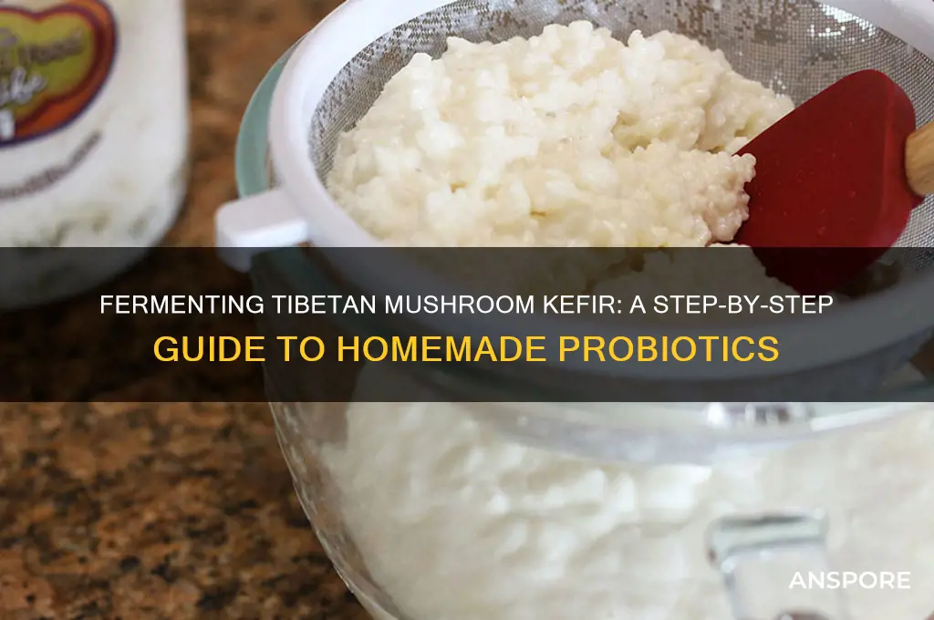 how to make kefir from tibetan mushroom
