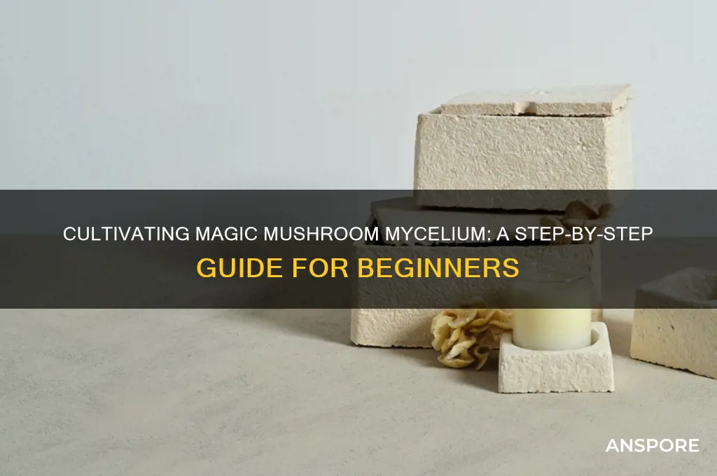 how to make magic mushroom mycelium