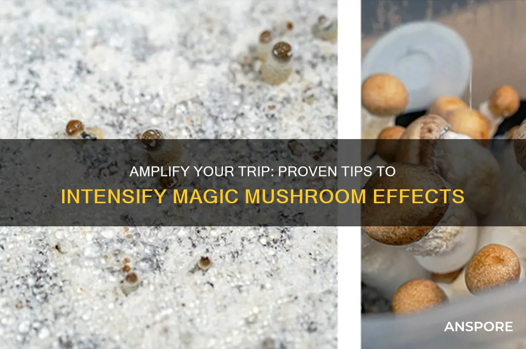 how to make magic mushrooms hit harder