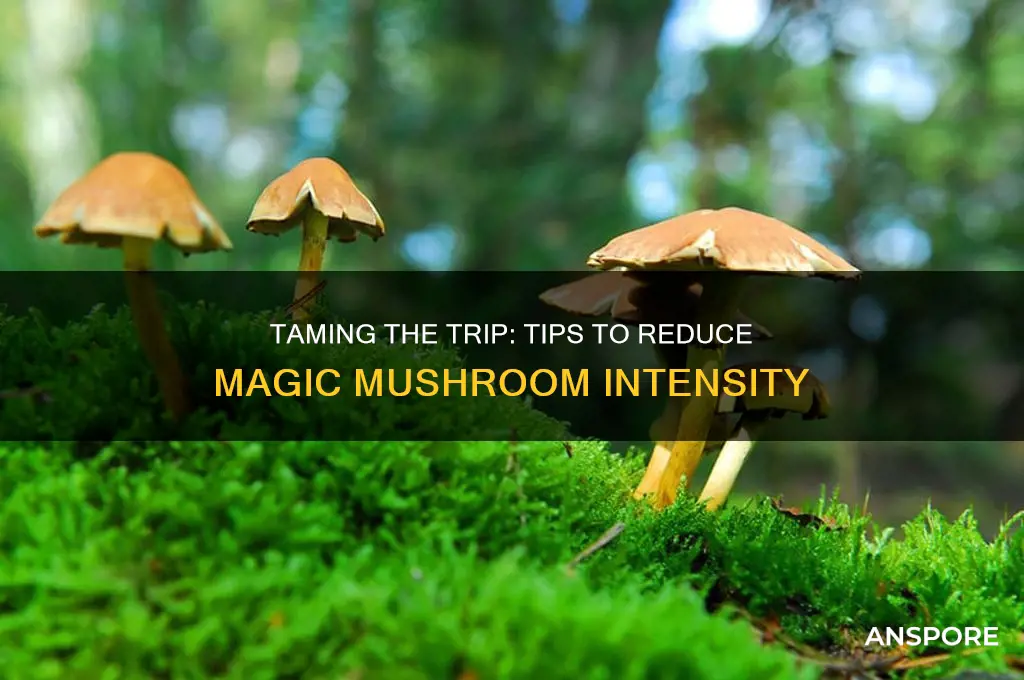 how to make magic mushrooms less intense
