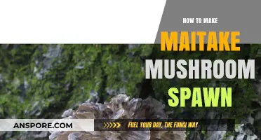 Mastering Maitake Mushroom Spawn: A Step-by-Step Cultivation Guide