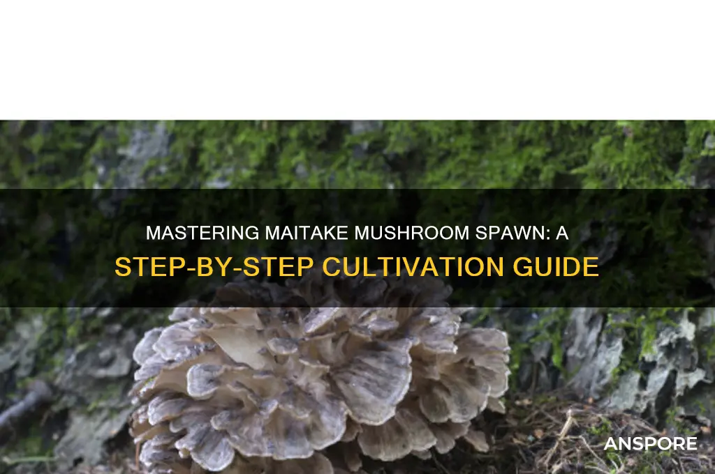 how to make maitake mushroom spawn