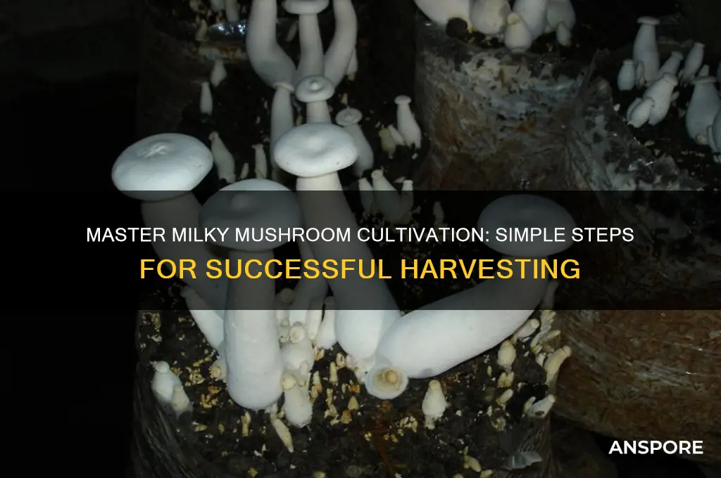 how to make milky mushroom cultivation