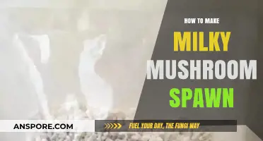 Crafting Milky Mushroom Spawn: A Step-by-Step Guide for Beginners