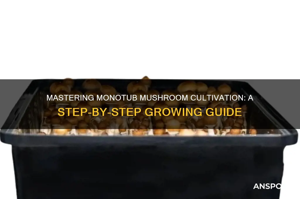 how to make monotub mushrooms
