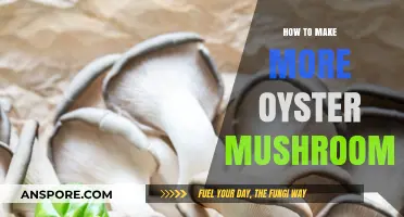 Boost Oyster Mushroom Yields: Expert Tips for Abundant Harvests