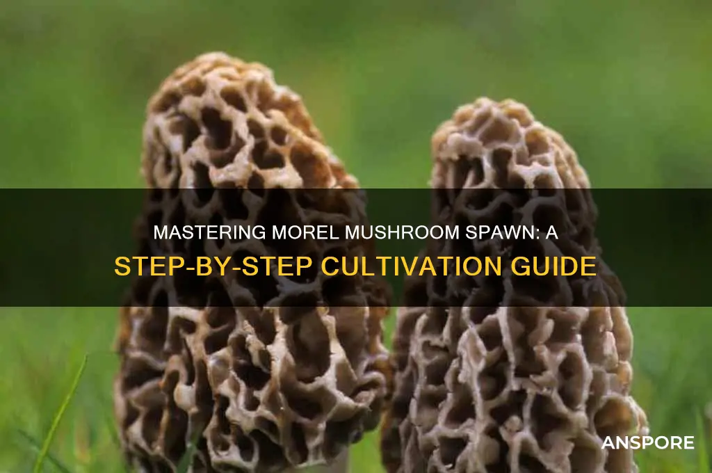 how to make morel mushroom spawn