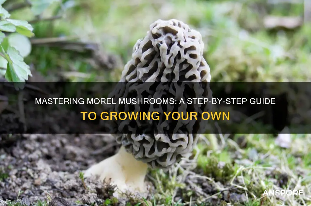 how to make morel mushroom