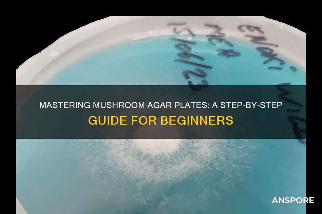 how to make mushroom agar plates