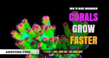 Accelerate Mushroom Coral Growth: Proven Tips for Faster, Healthier Colonies