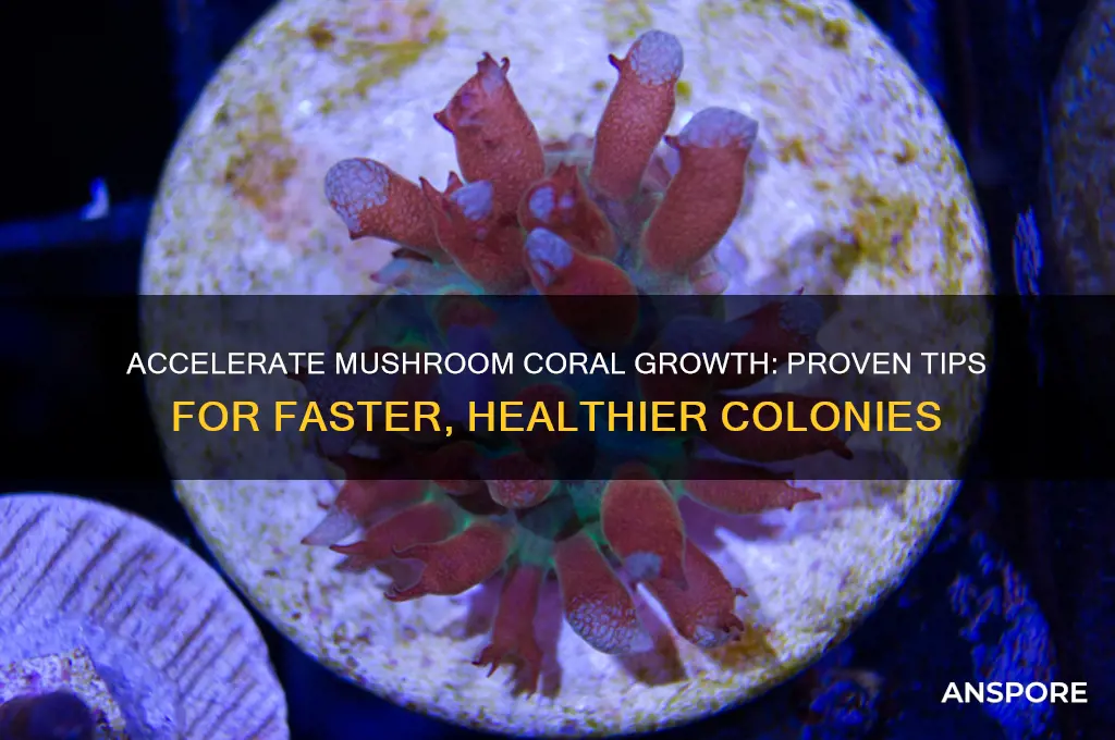 how to make mushroom corals grow faster