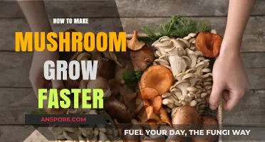 Boost Mushroom Growth: Proven Tips for Faster, Healthier Harvests