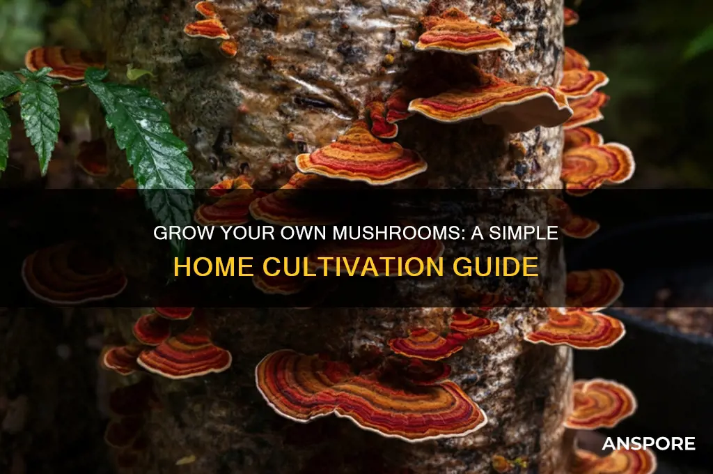 how to make mushroom plant at home