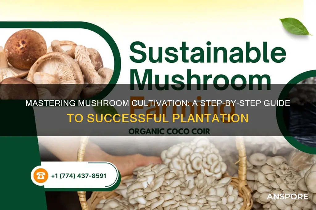 how to make mushroom plantation