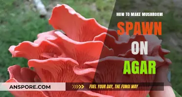 Mastering Mushroom Spawn: A Step-by-Step Agar Cultivation Guide