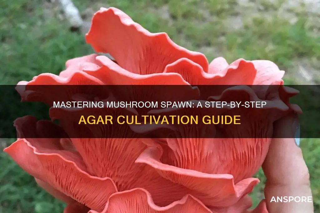 how to make mushroom spawn on agar