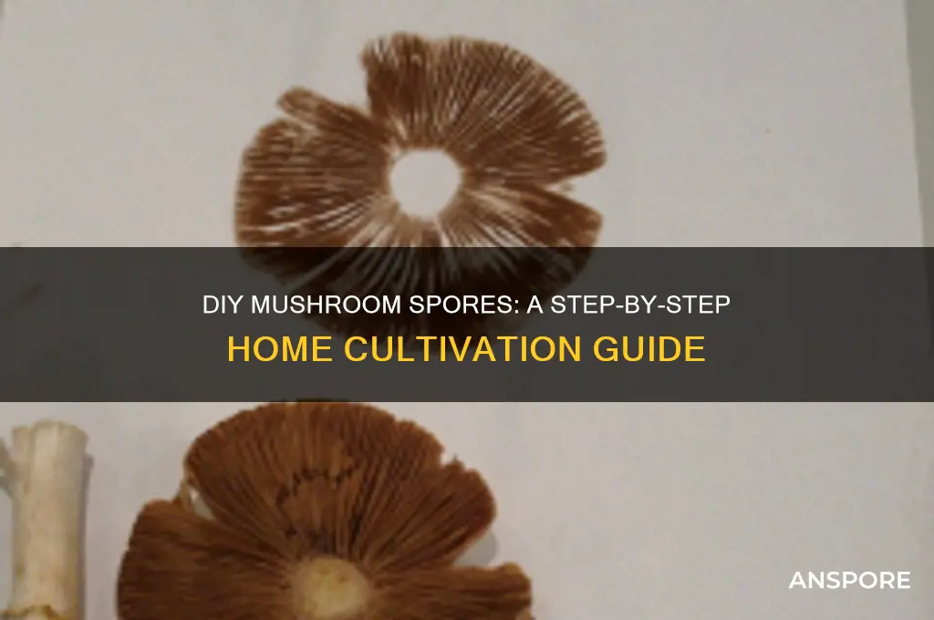 how to make mushroom spores at home