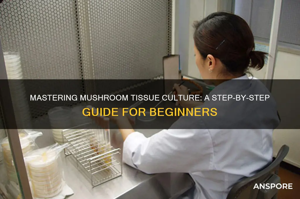 how to make mushroom tissue culture