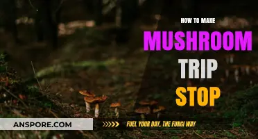 Quick Strategies to Safely End a Mushroom Trip Effectively