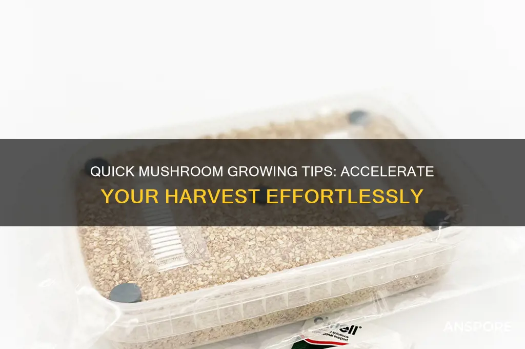 how to make mushrooms fast