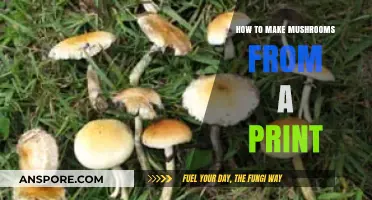 Mastering Mushroom Cultivation: A Step-by-Step Guide to Growing from Prints