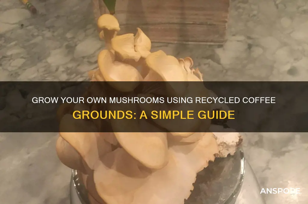 how to make mushrooms from coffee grounds