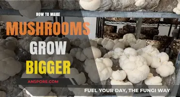 Maximize Mushroom Growth: Proven Techniques for Bigger, Healthier Harvests