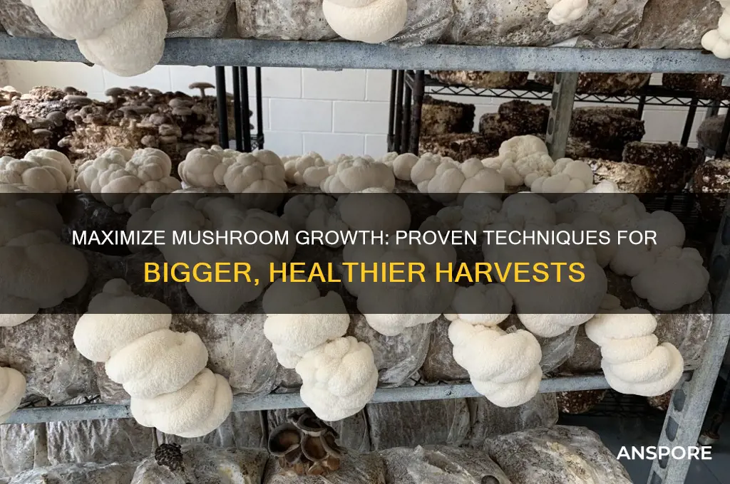 how to make mushrooms grow bigger