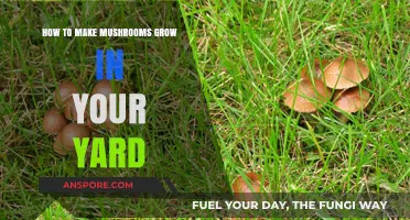 Transform Your Yard: Simple Steps for Growing Mushrooms at Home